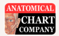 Anatomical Chart Company